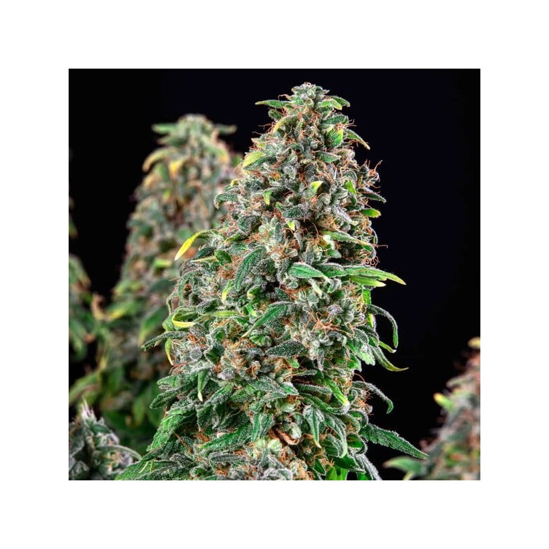 Wedding Gelato semi cannabis Royal Queen Seeds