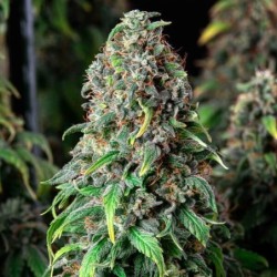 Wedding Gelato semi cannabis Royal Queen Seeds