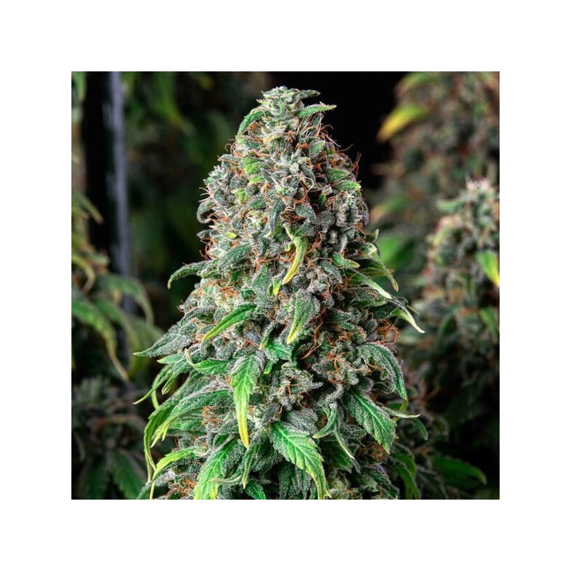 Wedding Gelato semi cannabis Royal Queen Seeds
