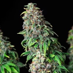 Wedding Gelato semi cannabis Royal Queen Seeds