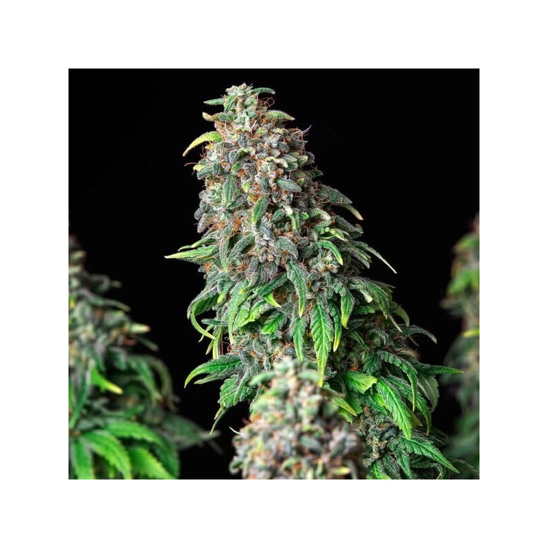 Wedding Gelato semi cannabis Royal Queen Seeds