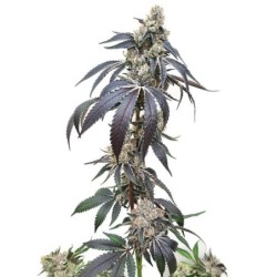 Wedding Gelato semi cannabis Royal Queen Seeds