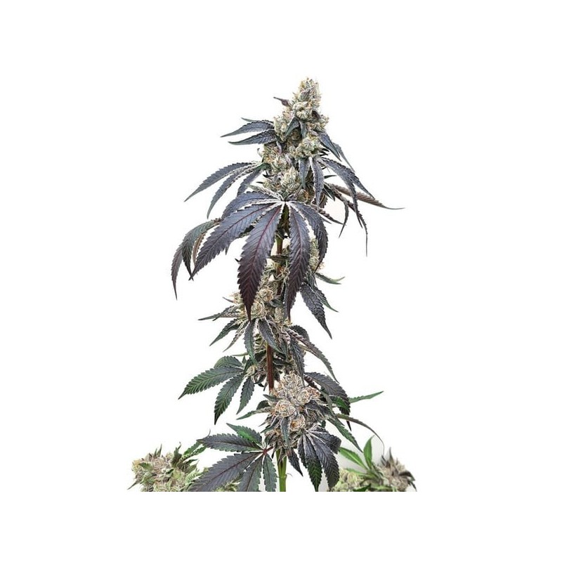 Wedding Gelato semi cannabis Royal Queen Seeds