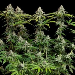 White Widow semi cannabis Royal Queen Seeds