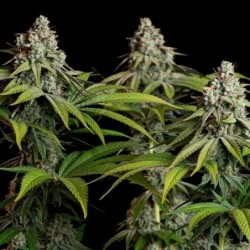 White Widow semi cannabis Royal Queen Seeds