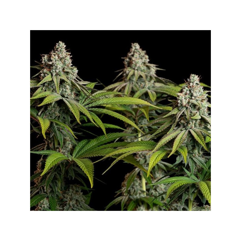 White Widow semi cannabis Royal Queen Seeds
