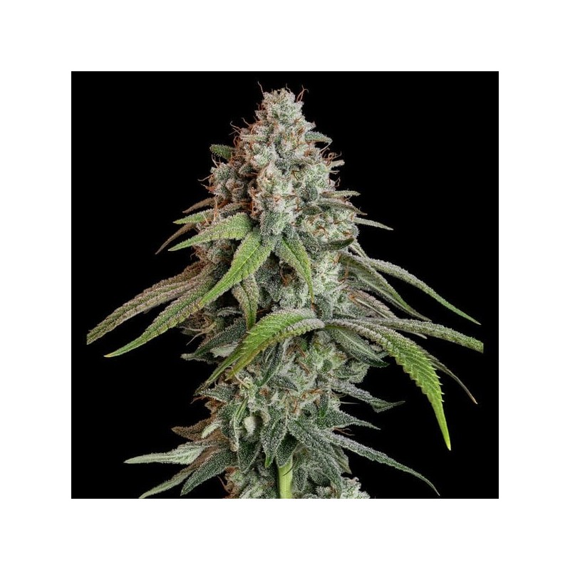 White Widow semi cannabis Royal Queen Seeds