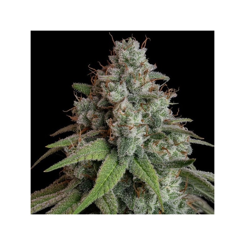 White Widow semi cannabis Royal Queen Seeds