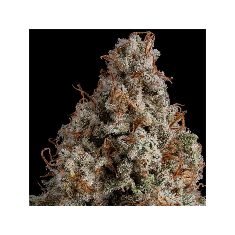 White Widow semi cannabis Royal Queen Seeds