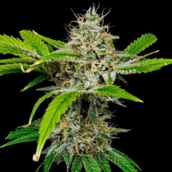 White Widow semi cannabis Royal Queen Seeds