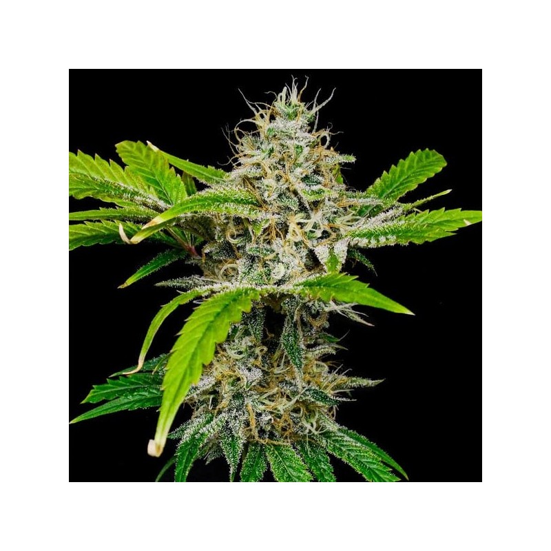 White Widow semi cannabis Royal Queen Seeds