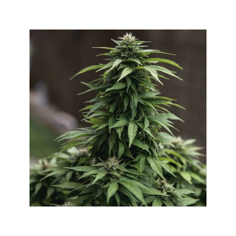 White Widow semi cannabis Royal Queen Seeds