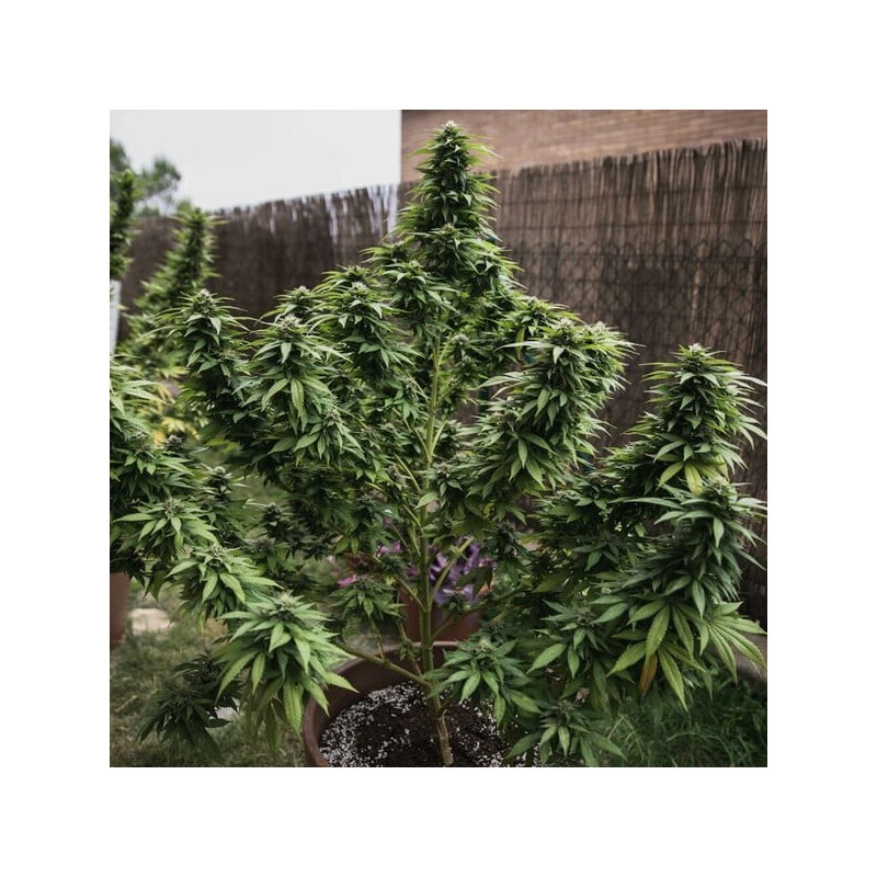White Widow semi cannabis Royal Queen Seeds