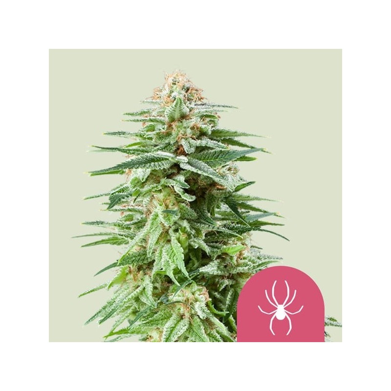 White Widow semi cannabis Royal Queen Seeds