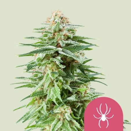 White Widow semi cannabis Royal Queen Seeds