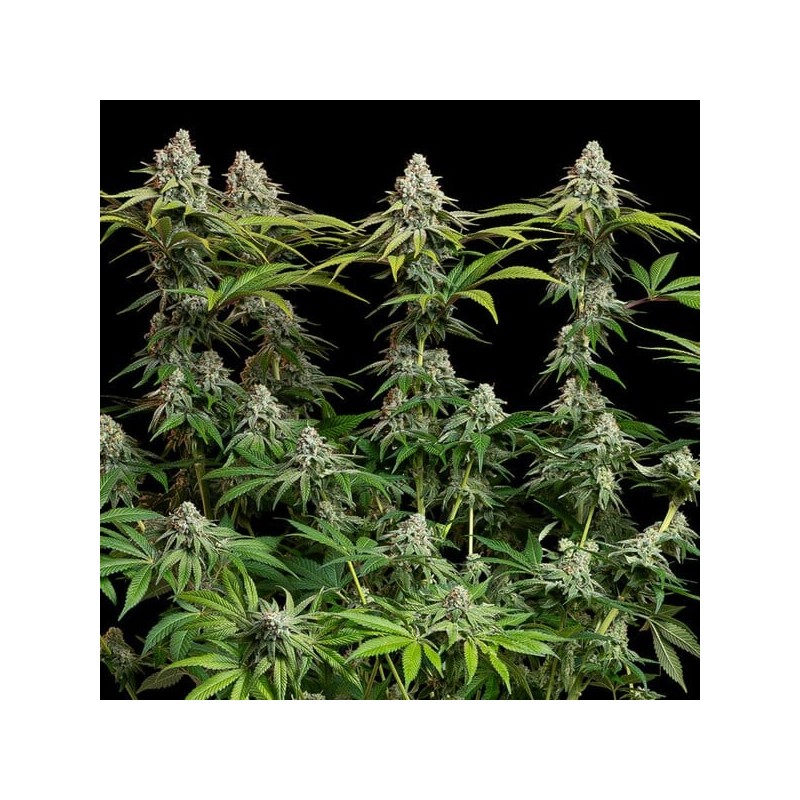 White Widow semi cannabis Royal Queen Seeds