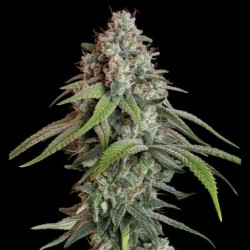 White Widow semi cannabis Royal Queen Seeds