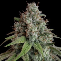 White Widow semi cannabis Royal Queen Seeds