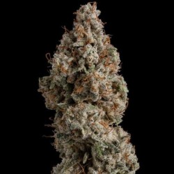 White Widow semi cannabis Royal Queen Seeds
