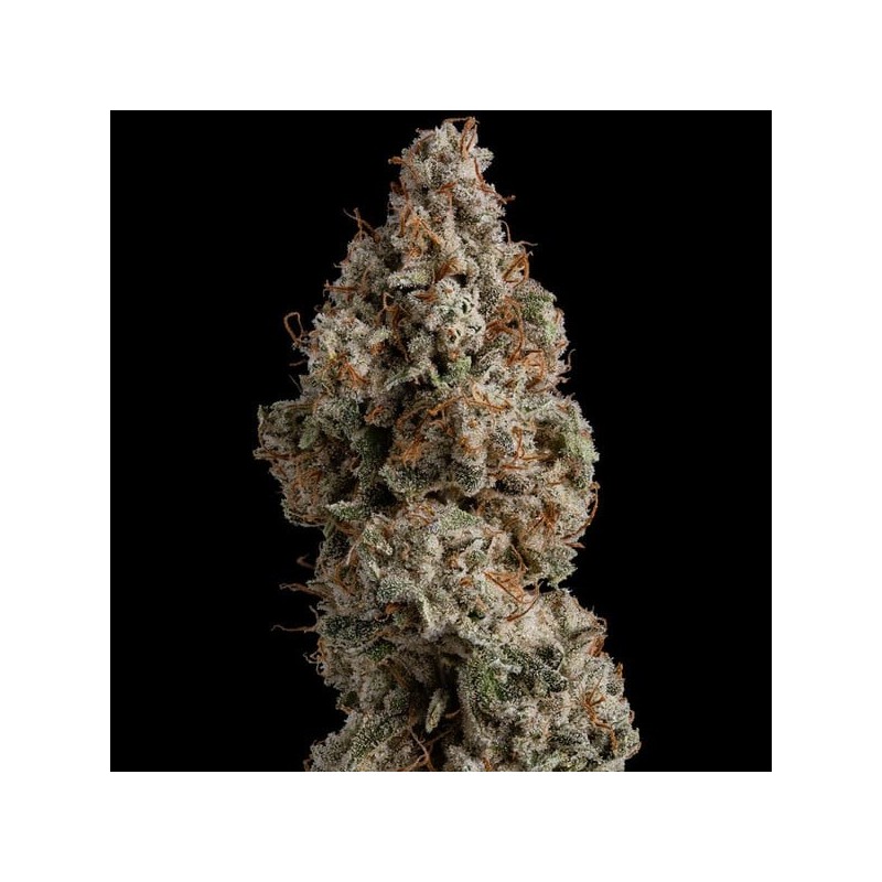 White Widow semi cannabis Royal Queen Seeds