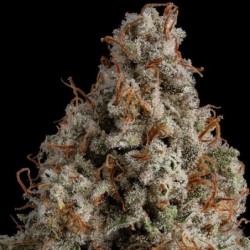 White Widow semi cannabis Royal Queen Seeds