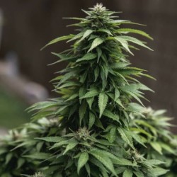 White Widow semi cannabis Royal Queen Seeds