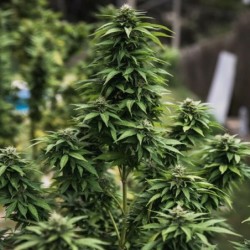 White Widow semi cannabis Royal Queen Seeds