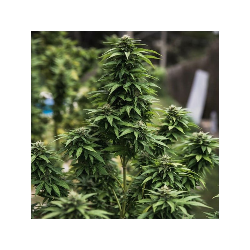 White Widow semi cannabis Royal Queen Seeds