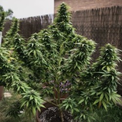 White Widow semi cannabis Royal Queen Seeds