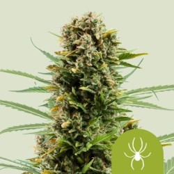 White Widow Auto semi cannabis Royal Queen Seeds