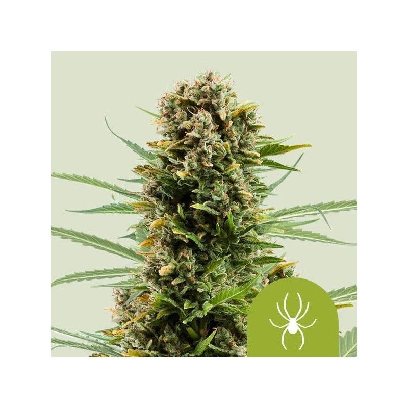 White Widow Auto semi cannabis Royal Queen Seeds