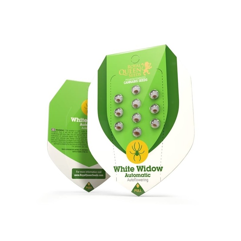 White Widow Auto semi cannabis Royal Queen Seeds