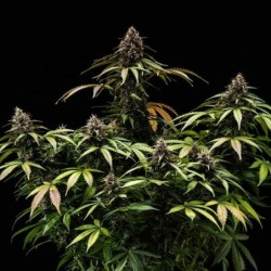 White Widow Auto semi cannabis Royal Queen Seeds