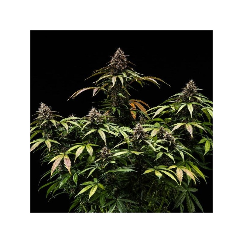 White Widow Auto semi cannabis Royal Queen Seeds