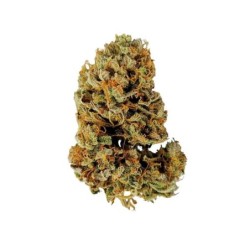 White Widow Auto semi cannabis Royal Queen Seeds