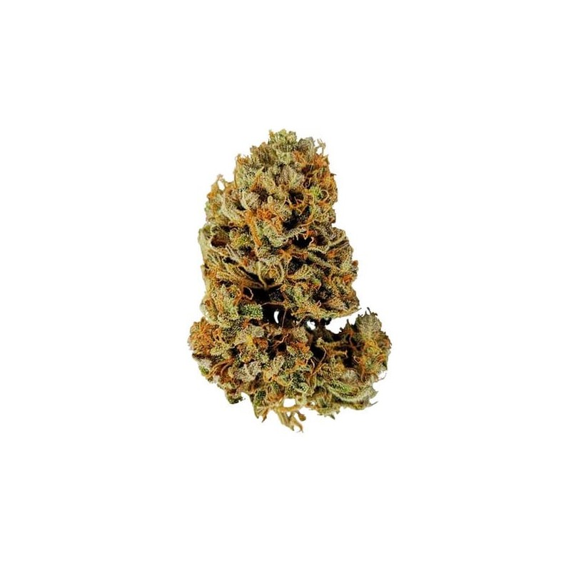 White Widow Auto semi cannabis Royal Queen Seeds
