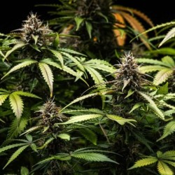 White Widow Auto semi cannabis Royal Queen Seeds
