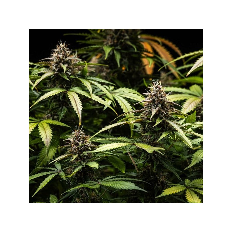 White Widow Auto semi cannabis Royal Queen Seeds