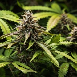 White Widow Auto semi cannabis Royal Queen Seeds