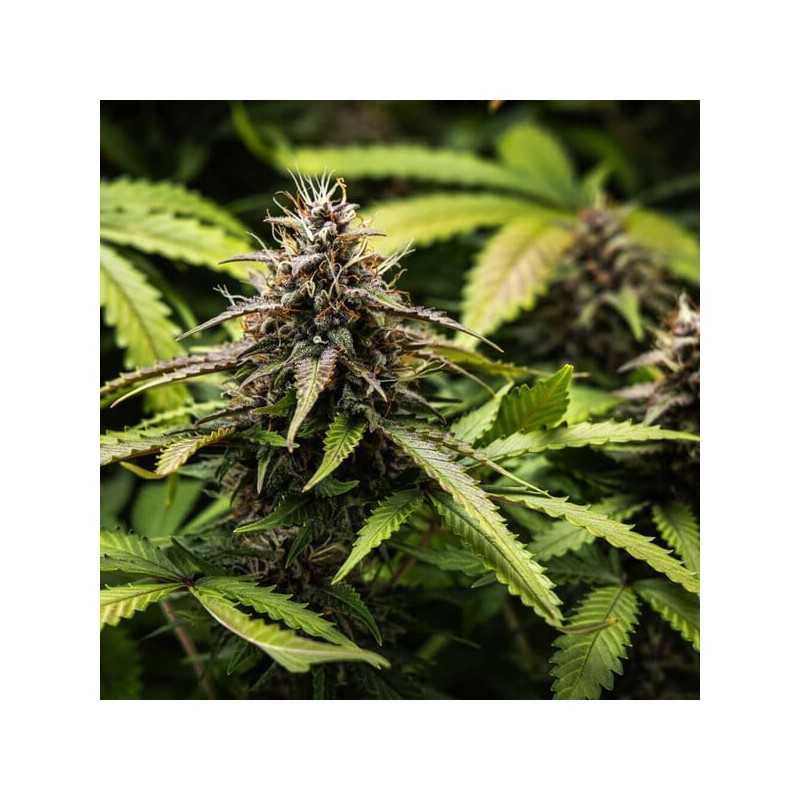 White Widow Auto semi cannabis Royal Queen Seeds