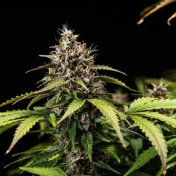 White Widow Auto semi cannabis Royal Queen Seeds