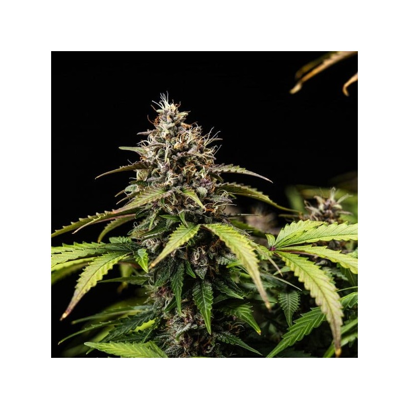 White Widow Auto semi cannabis Royal Queen Seeds