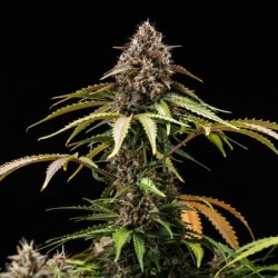 White Widow Auto semi cannabis Royal Queen Seeds