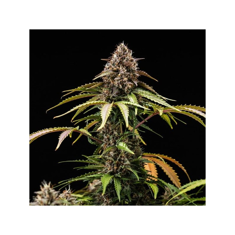 White Widow Auto semi cannabis Royal Queen Seeds