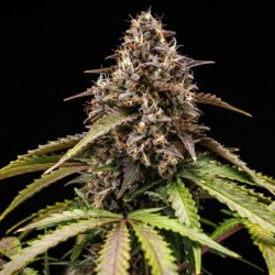 White Widow Auto semi cannabis Royal Queen Seeds