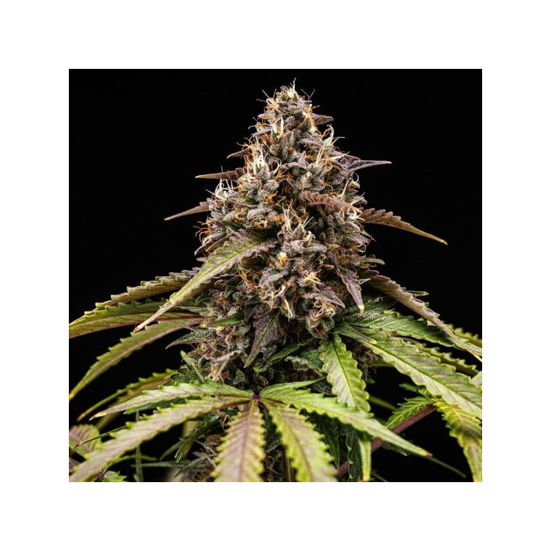 White Widow Auto semi cannabis Royal Queen Seeds