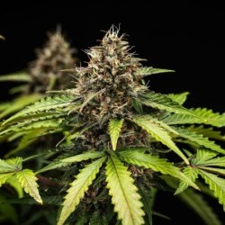 White Widow Auto semi cannabis Royal Queen Seeds