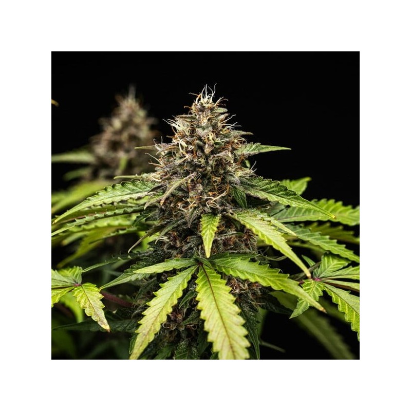 White Widow Auto semi cannabis Royal Queen Seeds