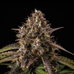 White Widow Auto semi cannabis Royal Queen Seeds
