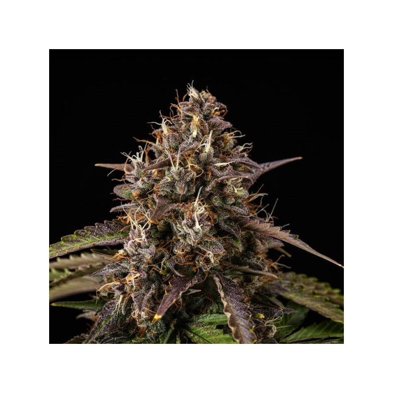 White Widow Auto semi cannabis Royal Queen Seeds